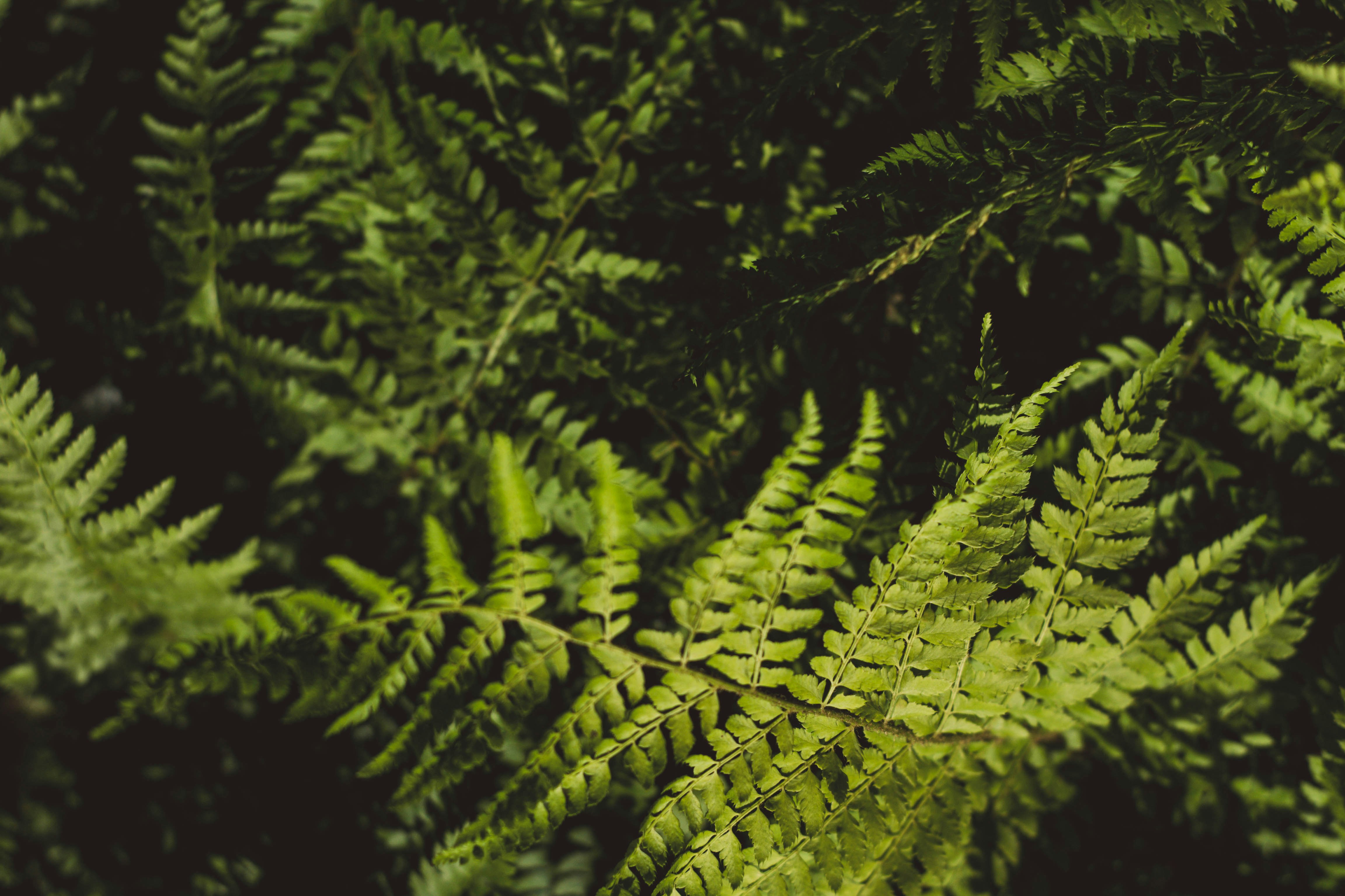 green fern plants
