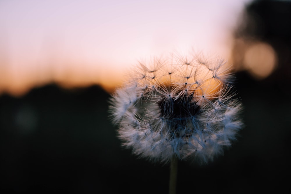 Flachfokusfotografie von weißem Löwenzahn