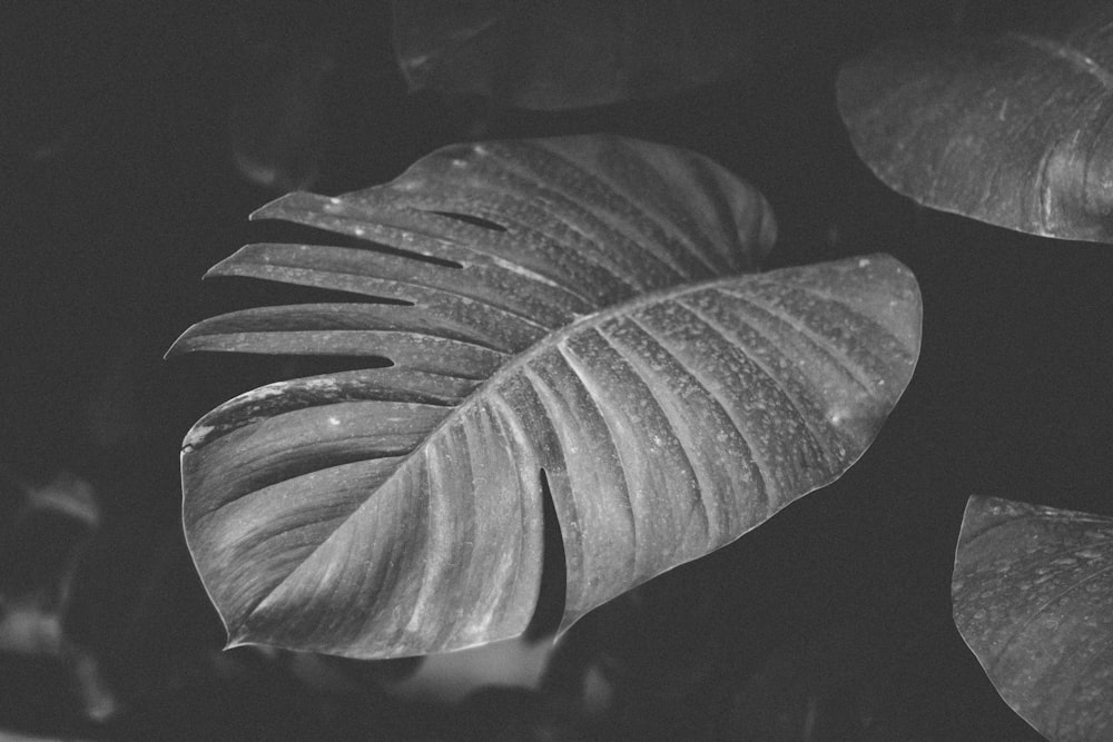 feuille de plante grise