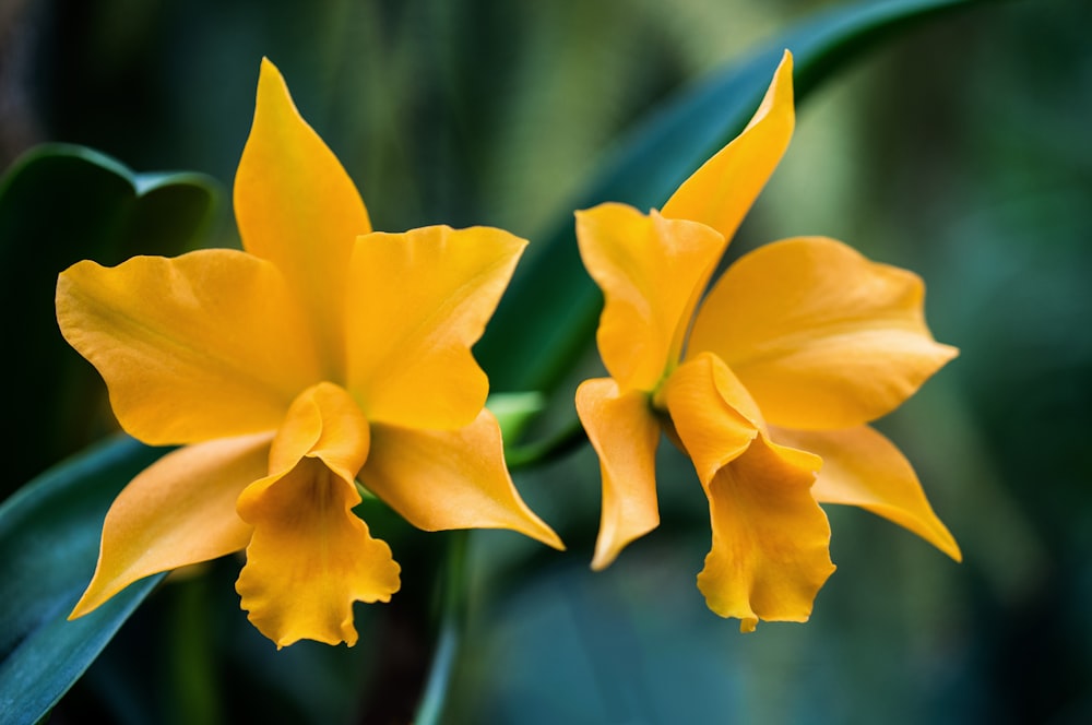 yellow-petaled flowers