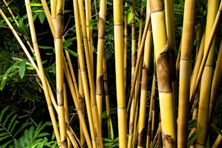 yellow bamboo grasses