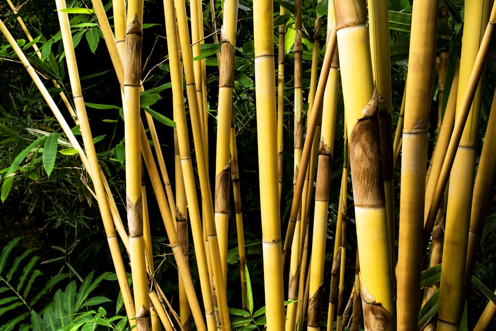 gramíneas amarelas de bambu