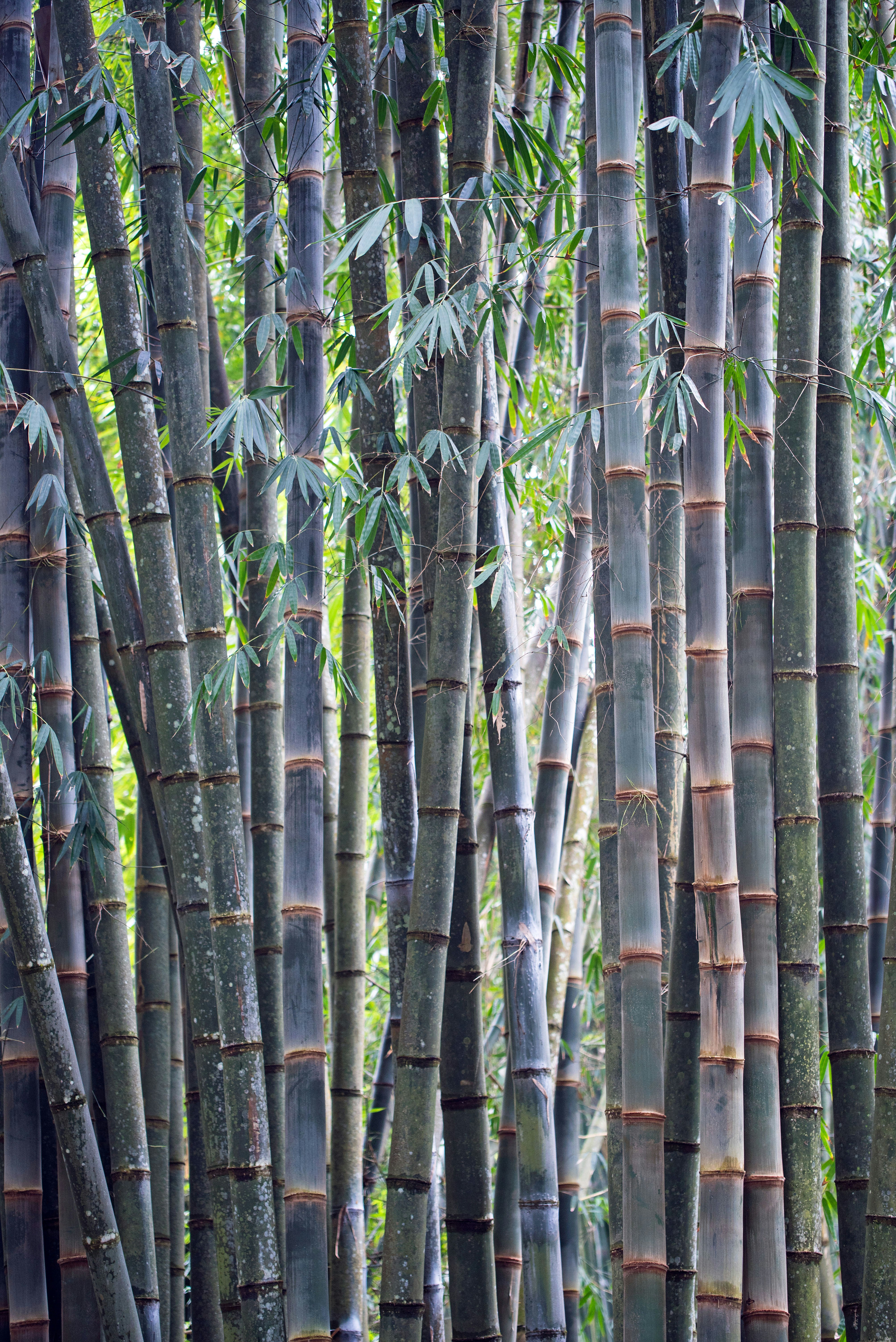 Bamboo! | 32 best free bamboo, plant, animal and wildlife photos on