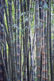 bamboo forest