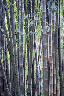 bamboo forest