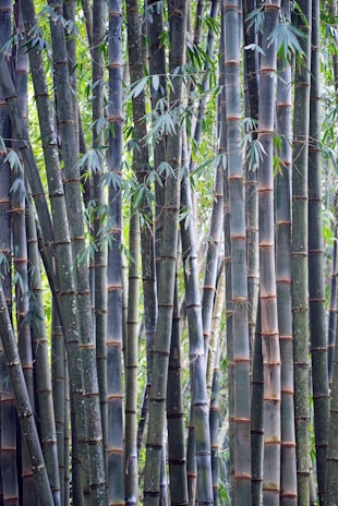 bamboo forest