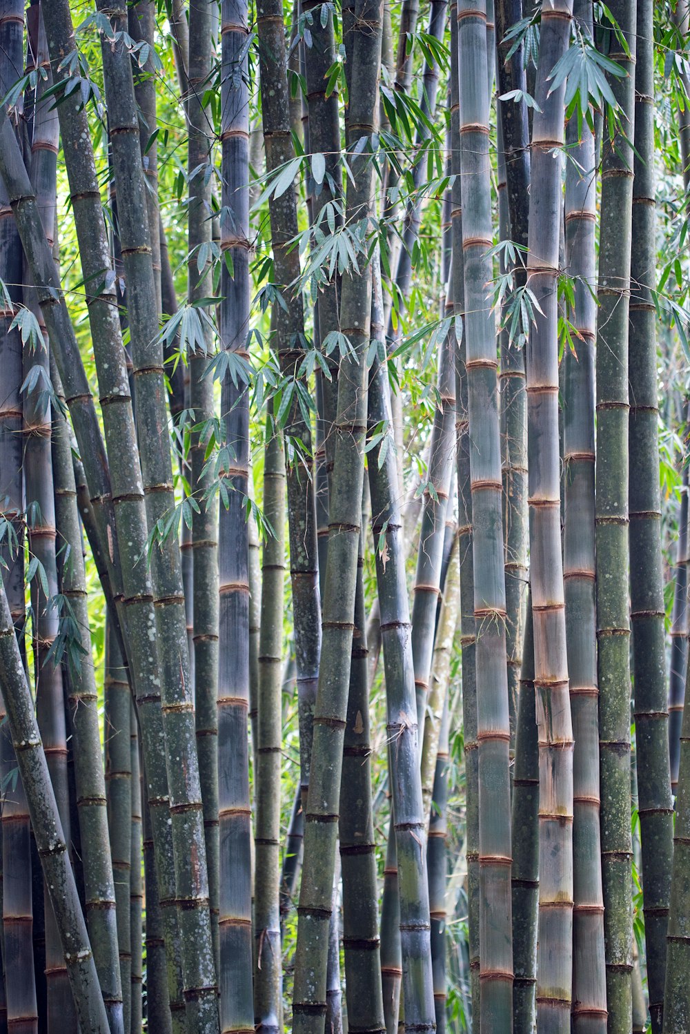 bamboo forest