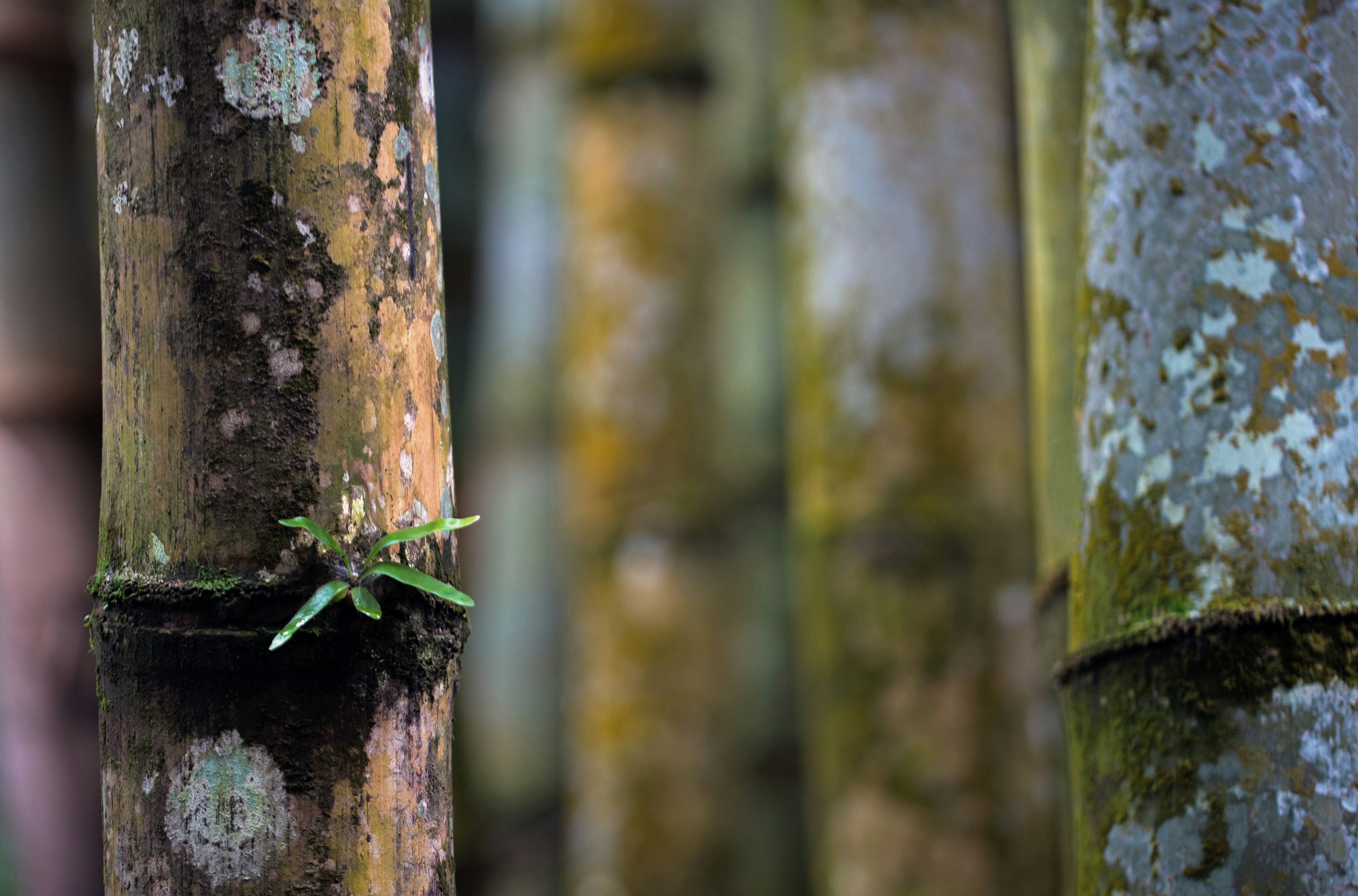 A small fern growing on a bamboo culm in the Cairns Botanic gardens Australia. I like the bokeh in this photo with the blurred bamboo in the background and the fern in focus in the foreground.