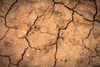 Earth with deep, wide cracks and a dry, parched appearance, suggesting a lack of moisture and an arid environment.