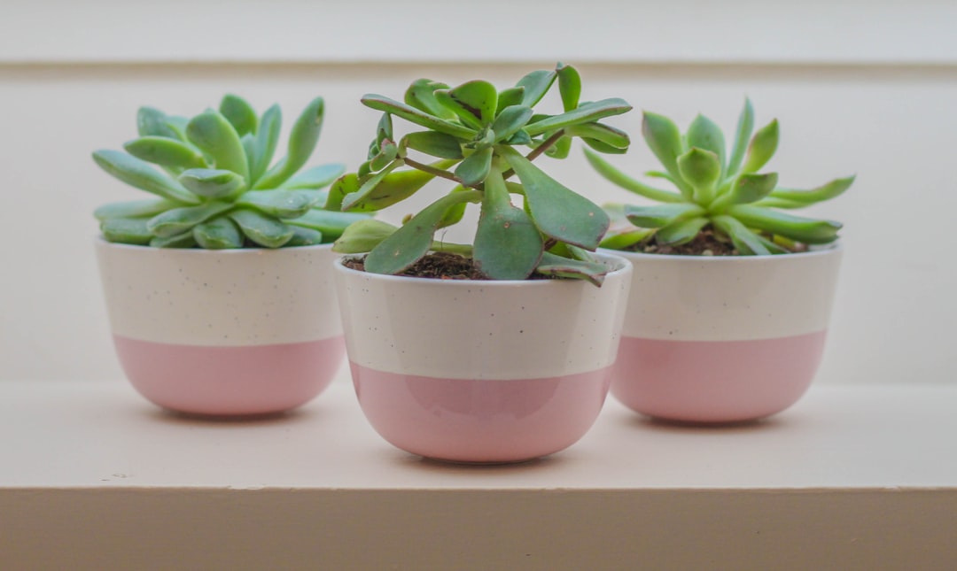 ice plant jade, succulent, three green potted plants