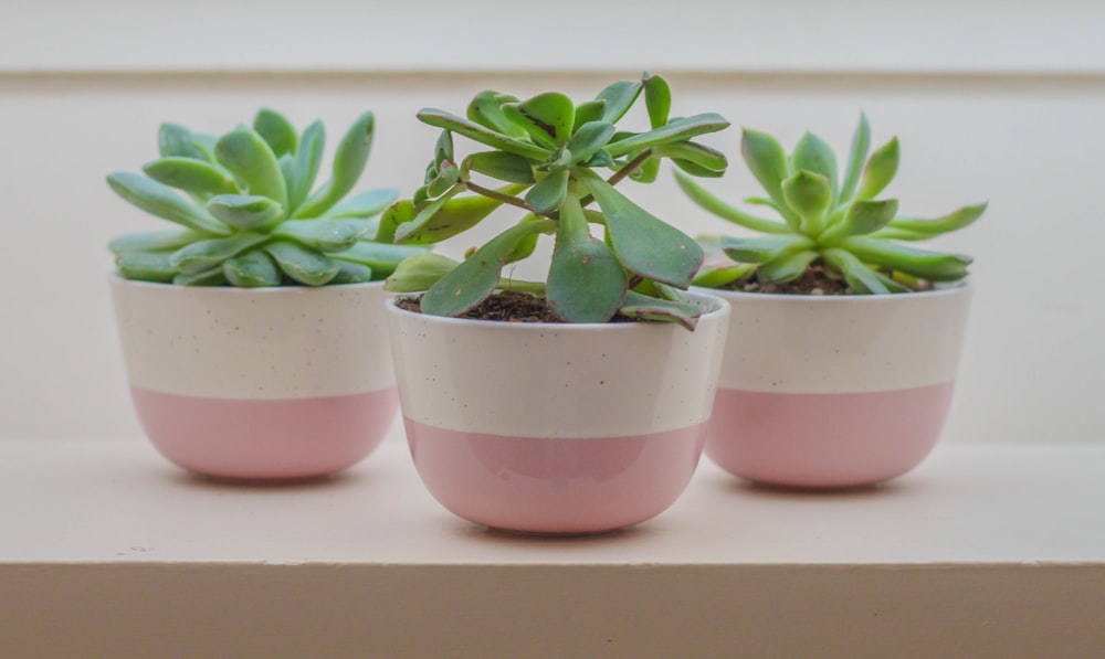 three green potted plants