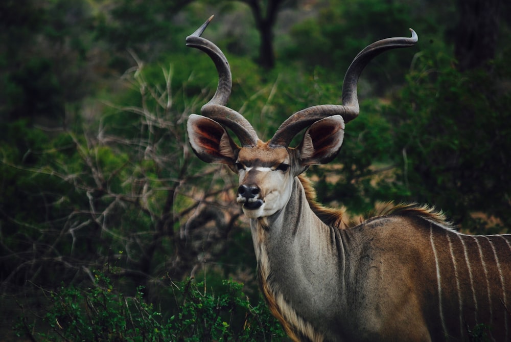 brown deer standing beside plant