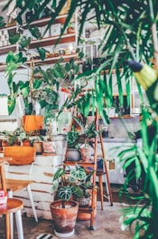 A cozy indoor space with lush green potted plants on shelves and a wooden table.