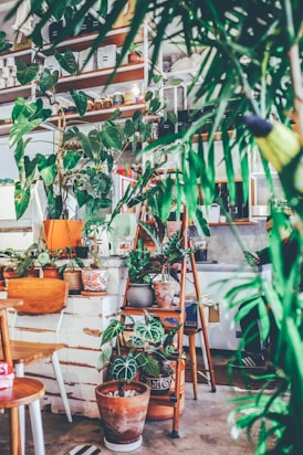 A cozy indoor space with lush green potted plants on shelves and a wooden table.