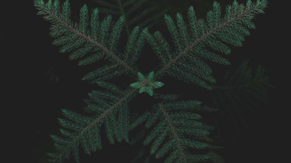 green pine tree leaf