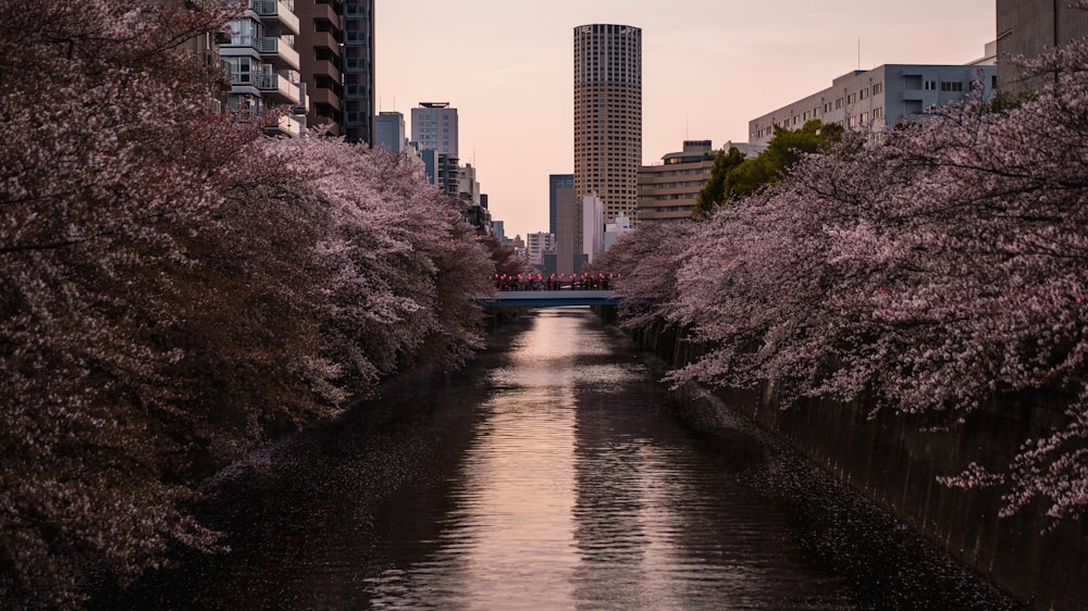 river between pink-leafed trees during daytime