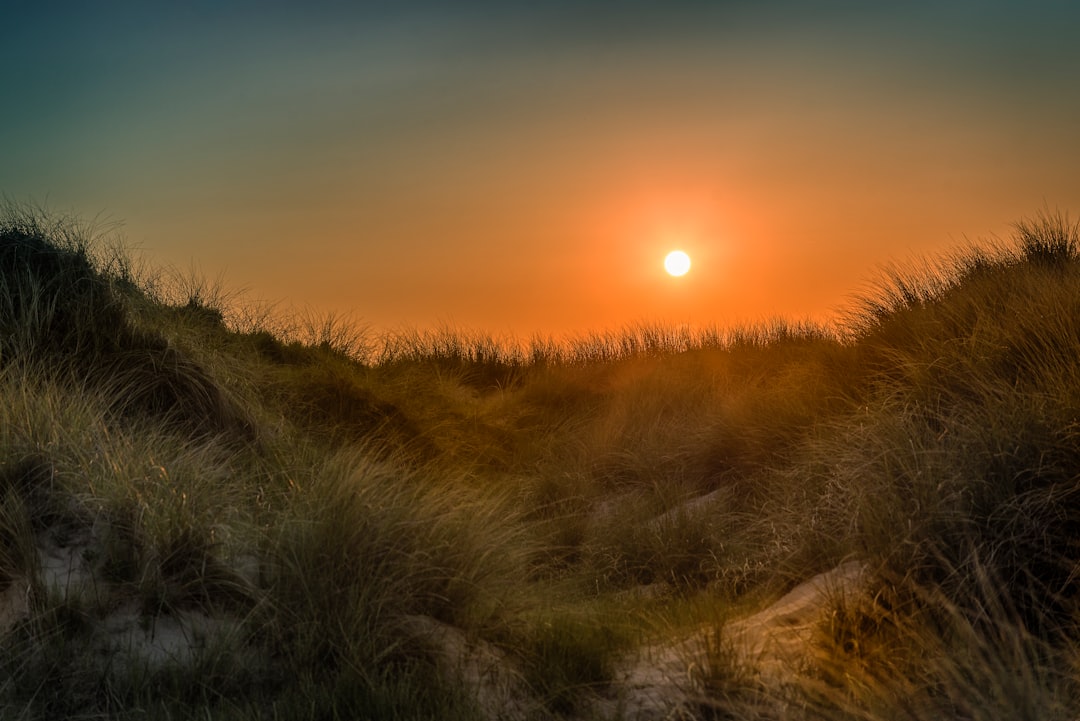 green grass field during golden hour