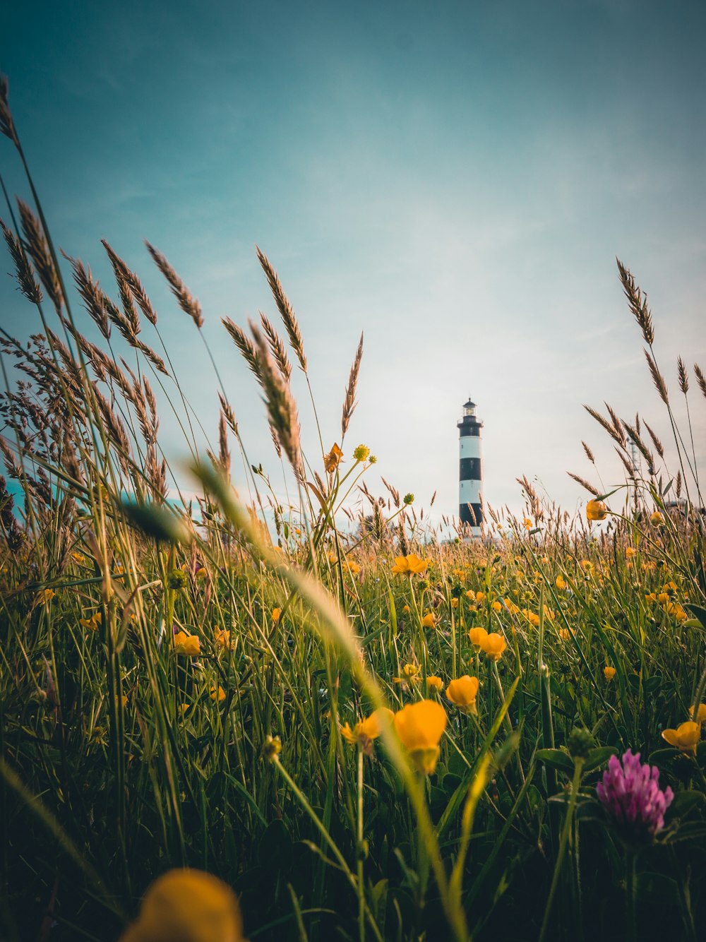 yellow flower field beside white and black lighthouse