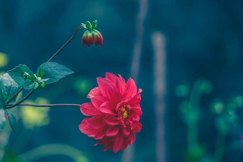 Foto de primer plano de flor de pétalos rojos