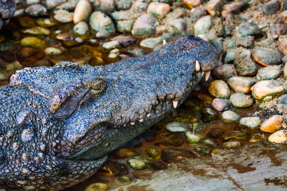 crocodile in body of water