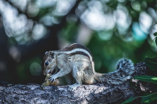 photo of Foreshore Estate Wildlife near Madras Crocodile Bank Trust