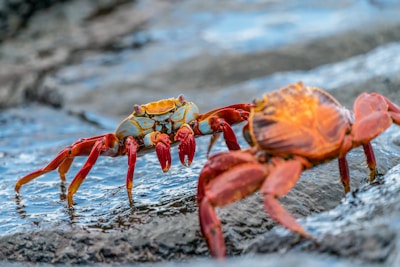 two crabs on rock