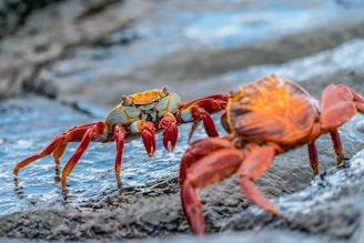 two crabs on rock