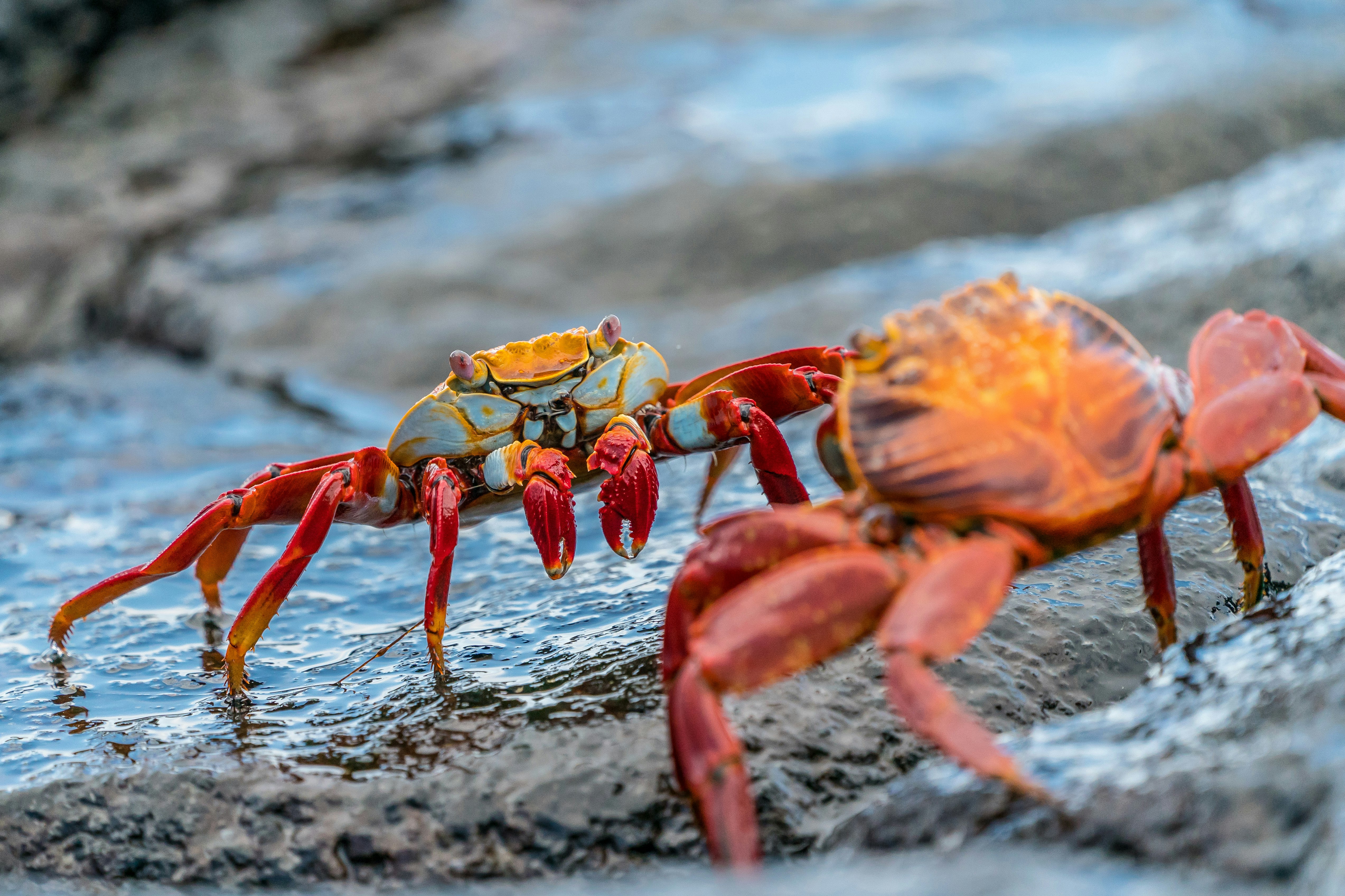 One of the highlights of a trip to the Galapagos Islands is to see these brightly coloured Sally Lightfoot crabs … apparently named after a Caribbean dancer.  They can jump from rock to rock as well which is interesting to watch … but these two were motionless - facing off against each other, determined not to move out of each others way.