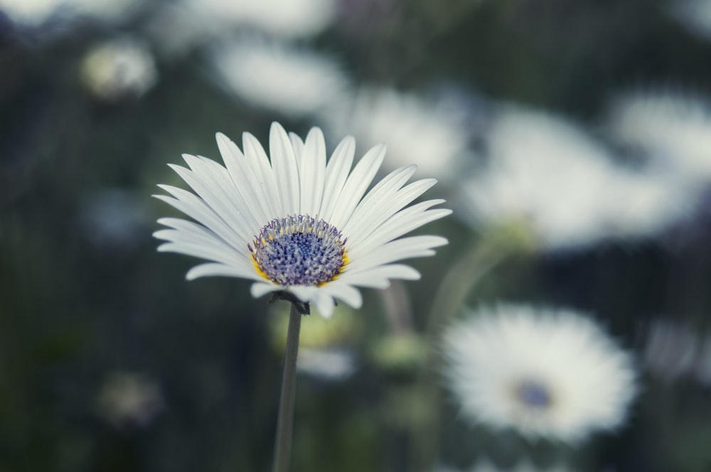 selective focus photography of white petaled flowers