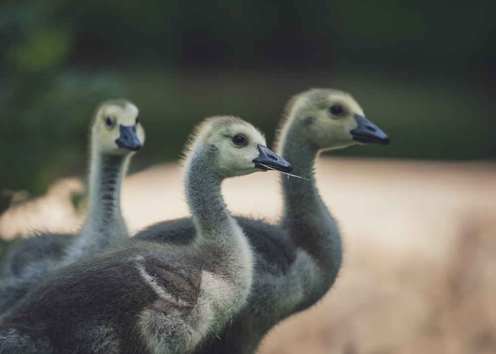 Tres patitos negros