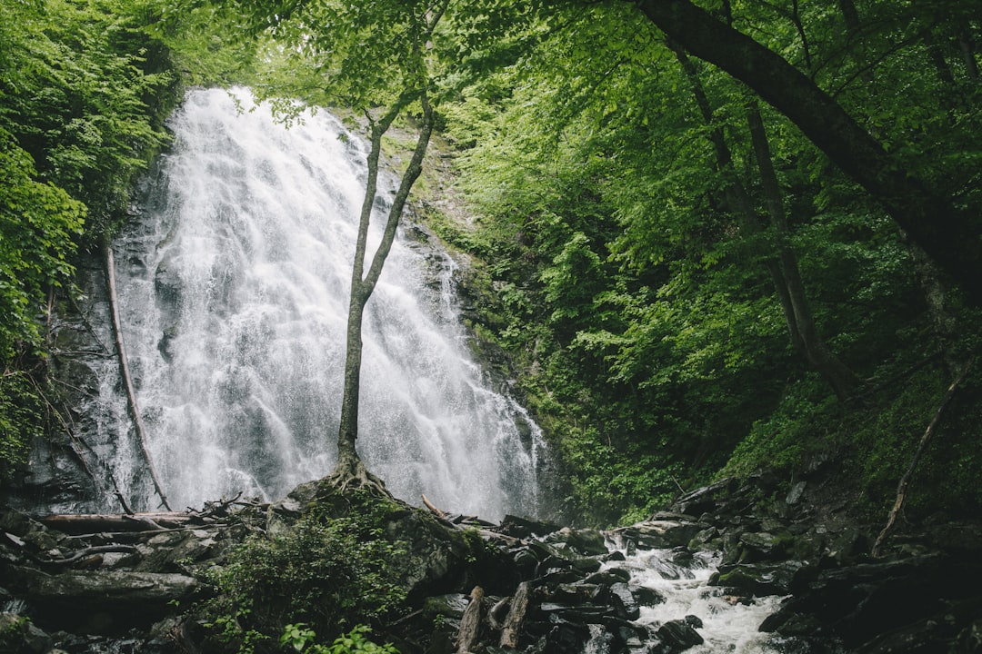 waterfalls and trees during daytime