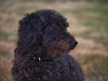 A black poodle with curly fur looks thoughtfully to the side against a blurred grassy background. The dog is wearing a black collar and the texture of its fur is prominently detailed.