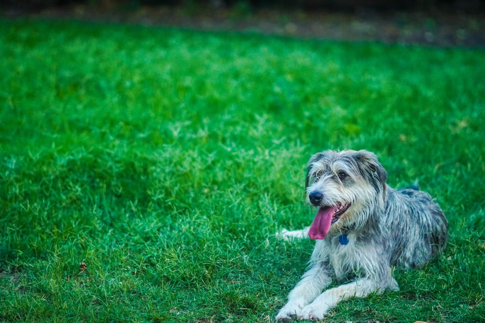 perro gris y negro acostado en un campo de hierba verde