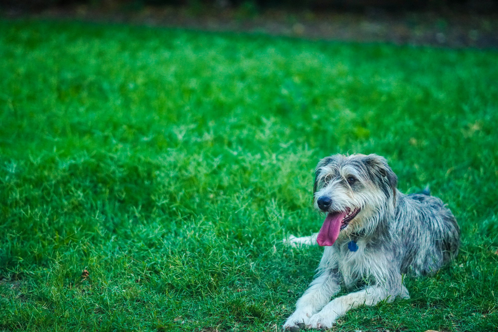 dog enjoying the grass