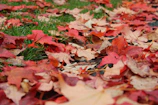 A close-up of colorful autumn leaves on the ground.