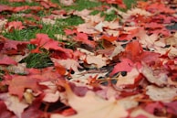 A close-up of colorful autumn leaves on the ground.