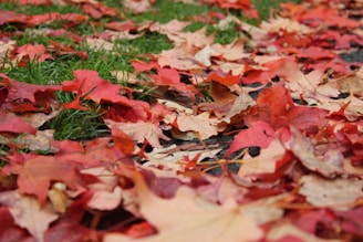 A close-up of colorful autumn leaves on the ground.