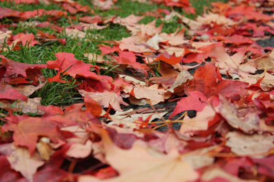 A close-up of colorful autumn leaves on the ground.
