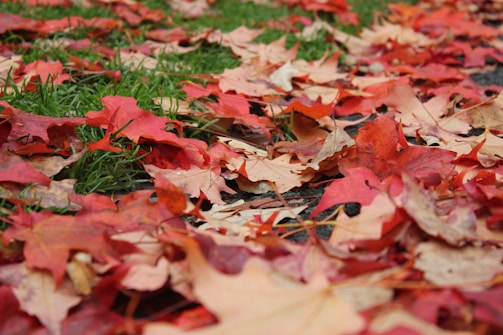 A close-up of colorful autumn leaves on the ground.