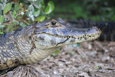 gray and brown alligator