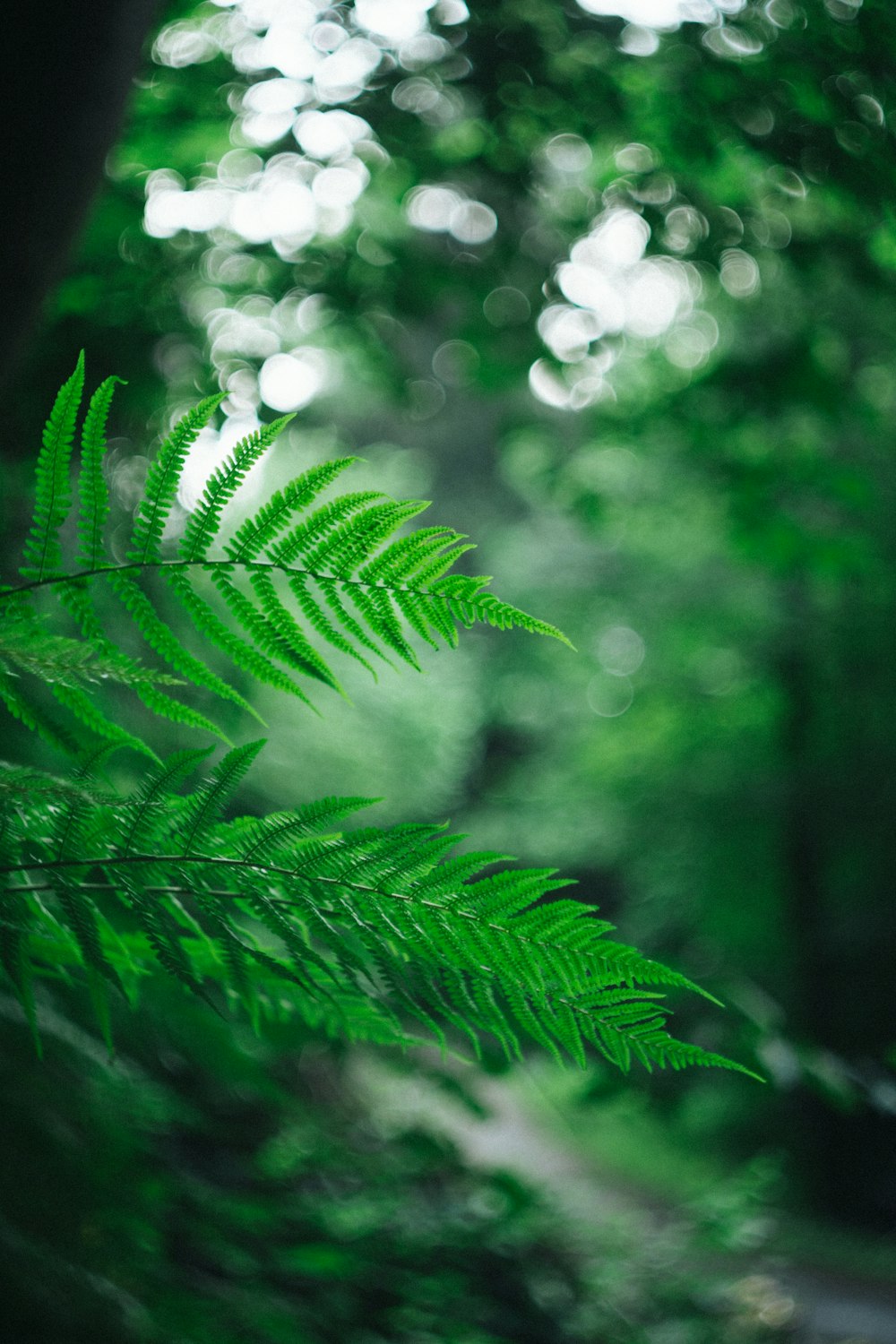 녹색 고사리 식물의 얕은 초점 사진