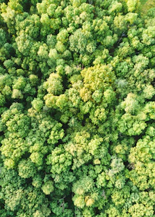 green trees