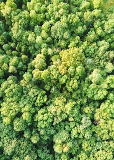green trees