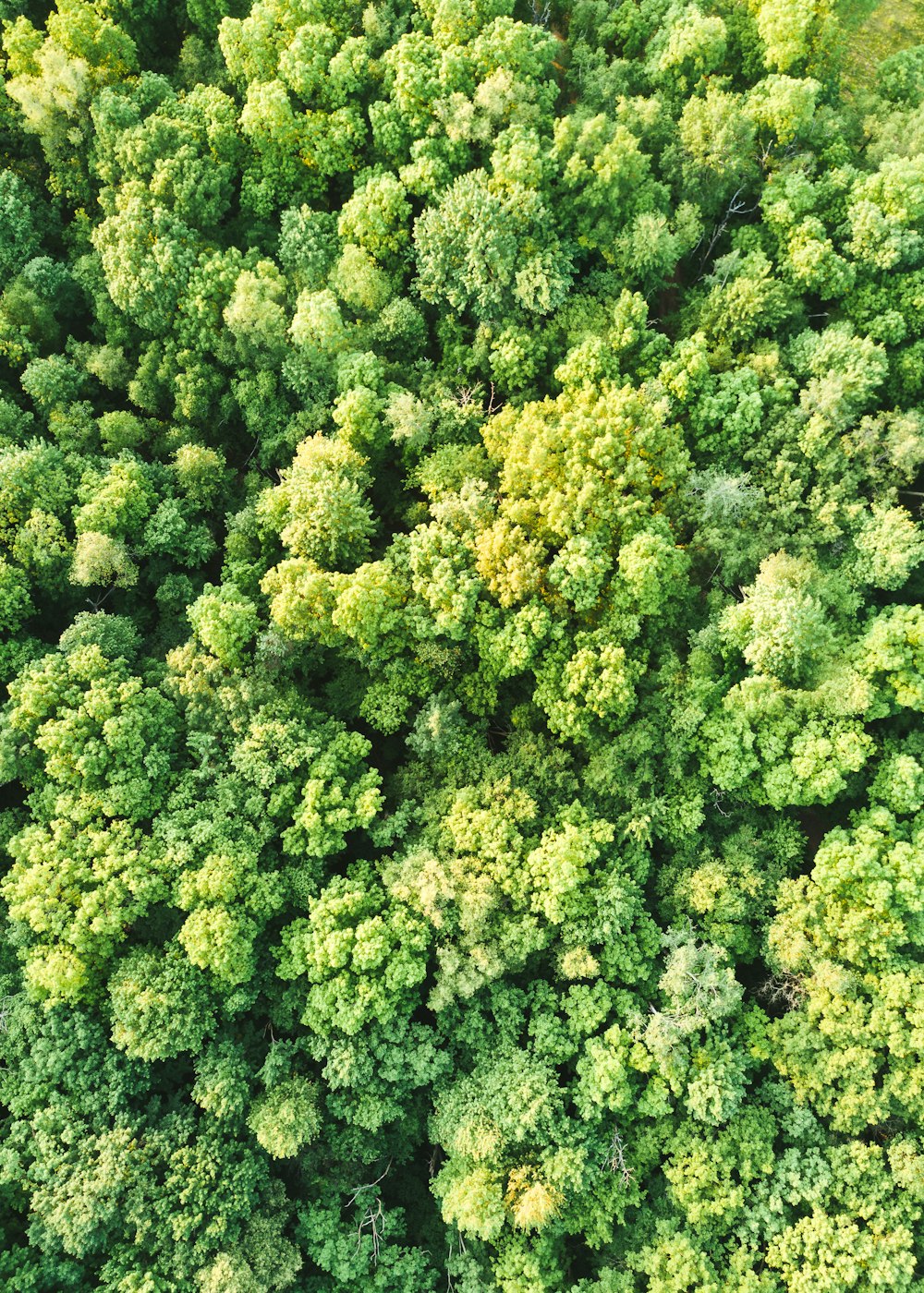 green trees