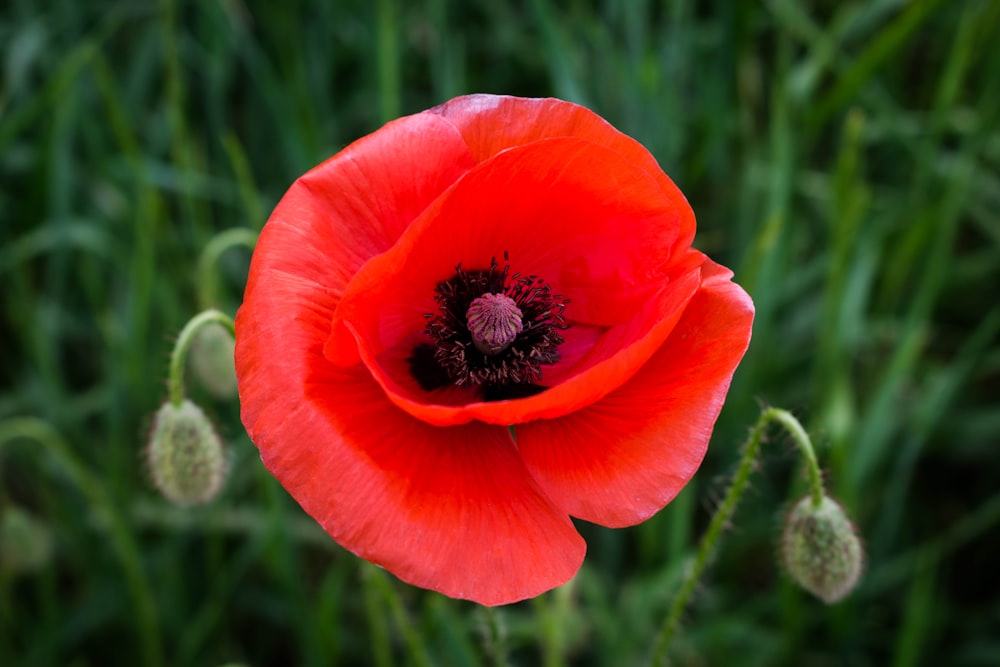 Photographie de mise au point superficielle de la fleur rouge
