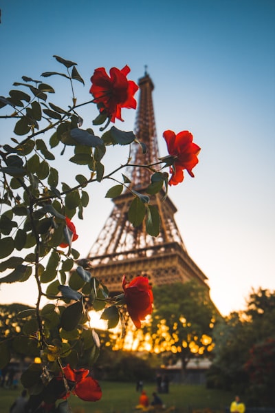 Roses and Eiffel Tower - 从 Rue du Maréchal Harispe, France