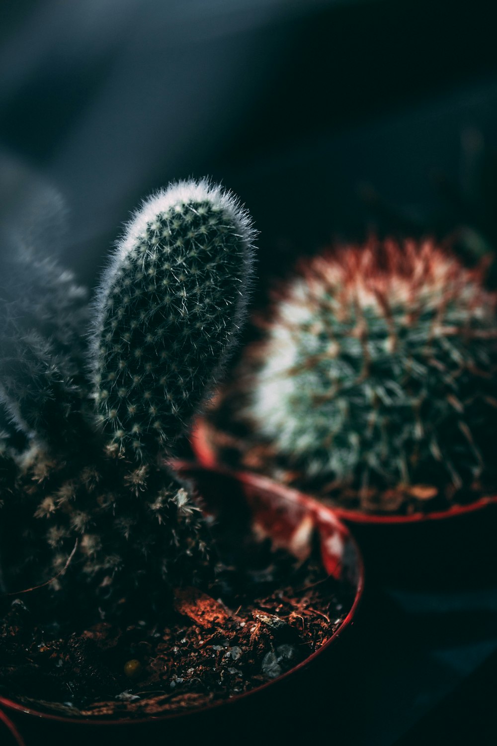 two cacti closeup photo