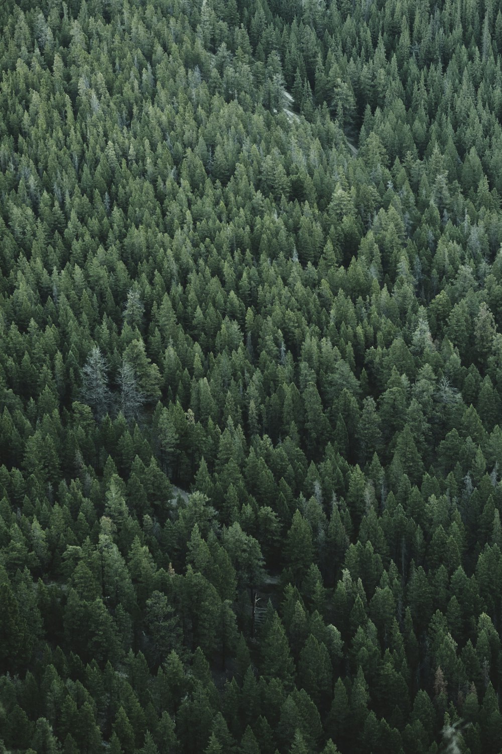 birds eye view photo of green tree lot