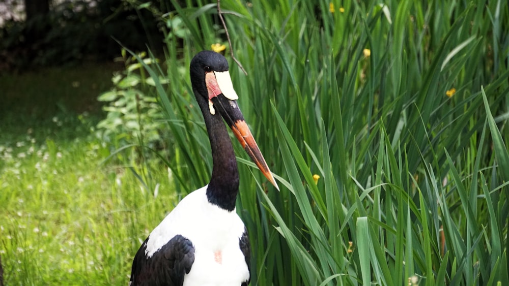 black and white bird beside green leaf plants