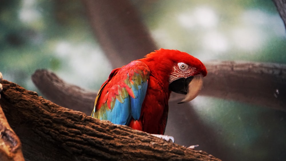 Foto de la persona del pájaro rojo y azul en la rama del árbol marrón